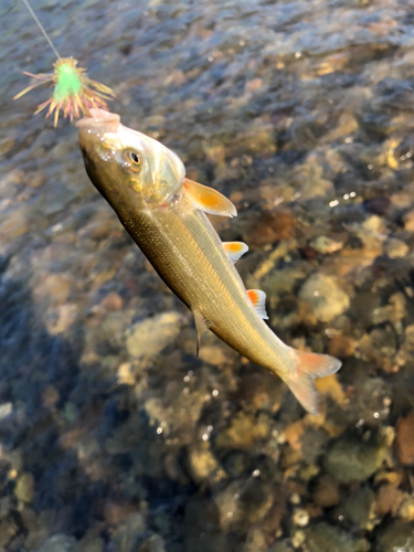 ウグイの釣果