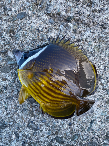 チョウチョウウオの釣果