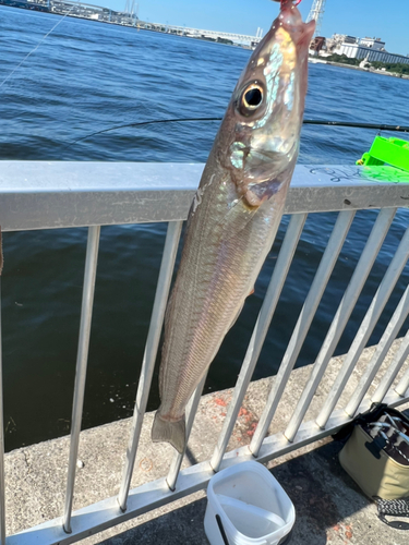 シロギスの釣果