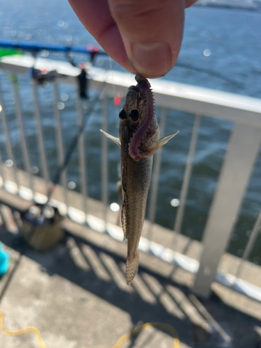 ハゼの釣果