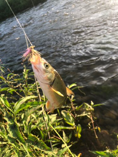 ウグイの釣果