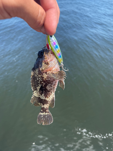 タケノコメバルの釣果