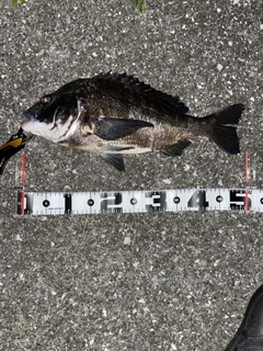 クロダイの釣果