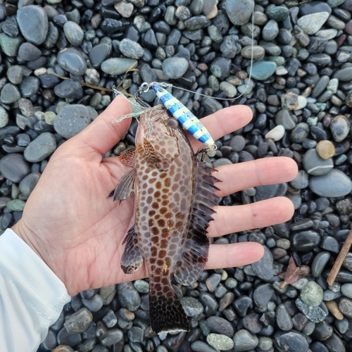 オオモンハタの釣果