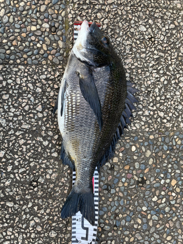 クロダイの釣果