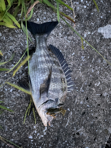 クロダイの釣果