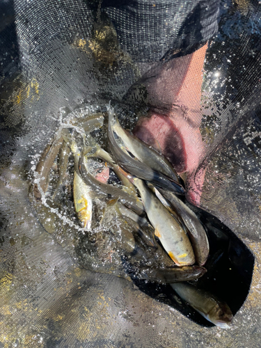 アユの釣果