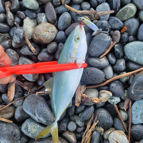 ワカシの釣果