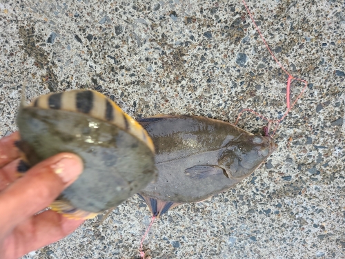 カレイの釣果