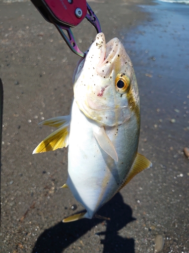 ショゴの釣果