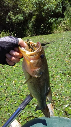 ブラックバスの釣果