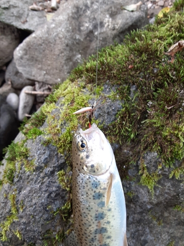 ニジマスの釣果