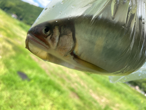 アユの釣果