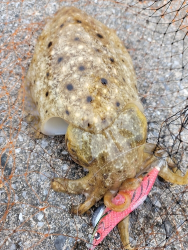 コウイカの釣果