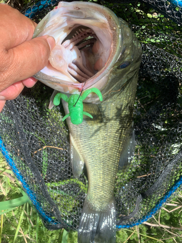 ラージマウスバスの釣果