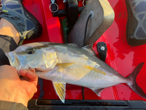 カンパチの釣果