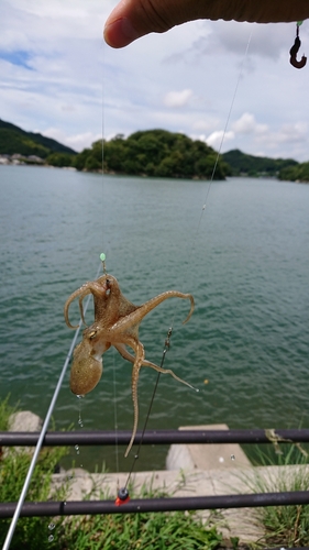 タコの釣果