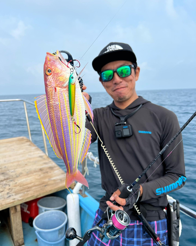 イトヨリダイの釣果