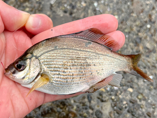 マタナゴの釣果