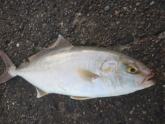 ショゴの釣果