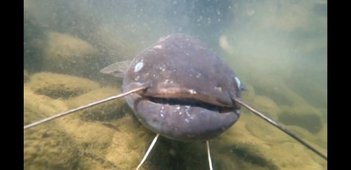 ナマズの釣果