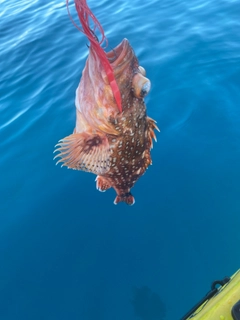 ウッカリカサゴの釣果