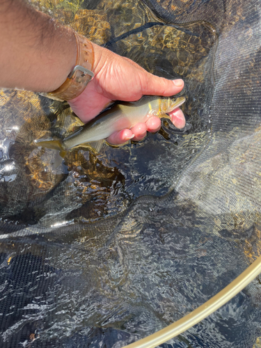 アユの釣果