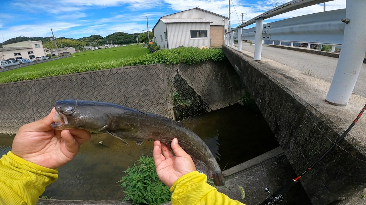 ナマズ