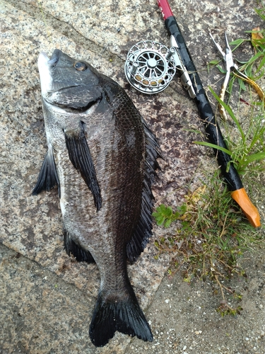 チヌの釣果