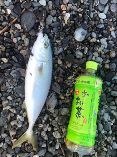 ワカシの釣果