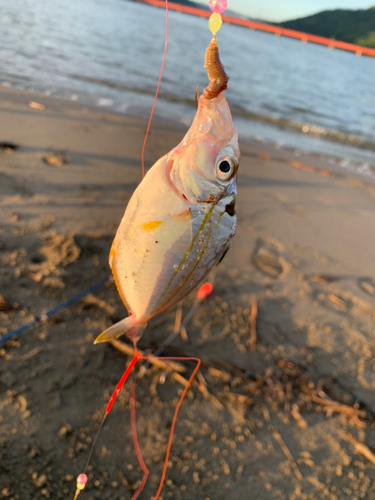 ヒイラギの釣果