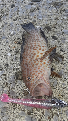 オオモンハタの釣果