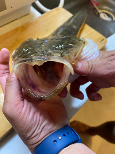 マゴチの釣果