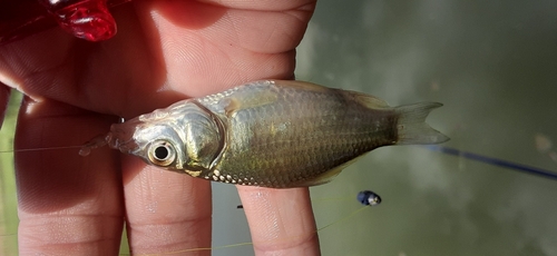 フナの釣果