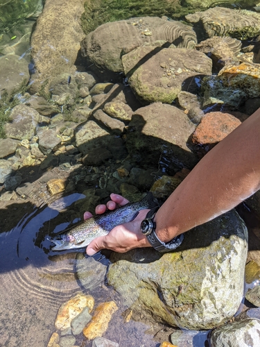 ニジマスの釣果