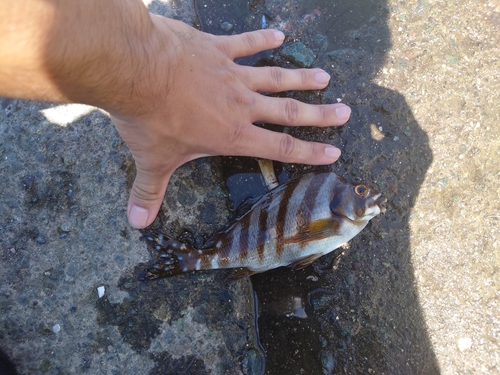 コショウダイの釣果