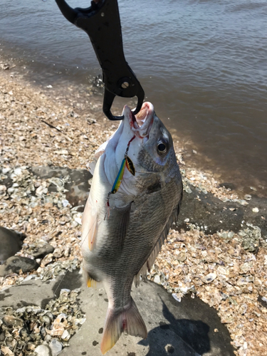 キビレの釣果