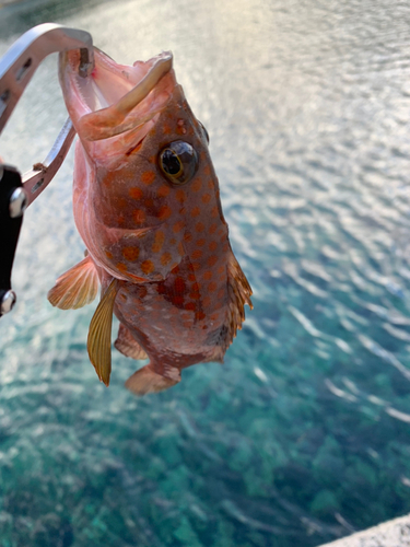 キジハタの釣果