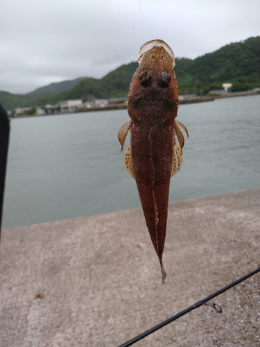 コチの釣果