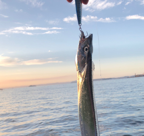 タチウオの釣果