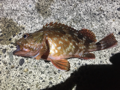 カサゴの釣果