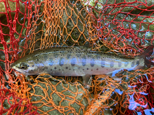 ヤマメの釣果