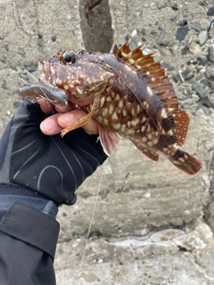 カサゴの釣果