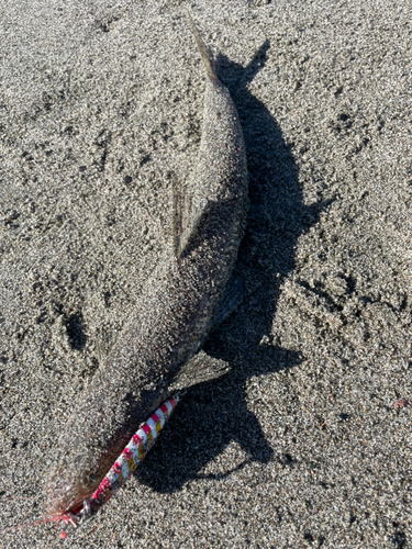 エソの釣果