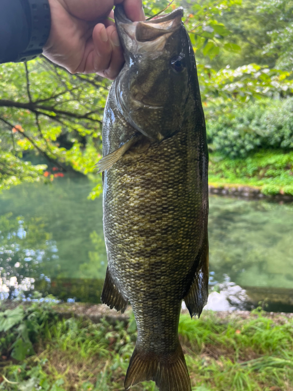 スモールマウスバス