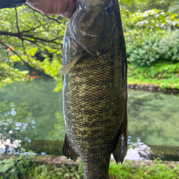 スモールマウスバス