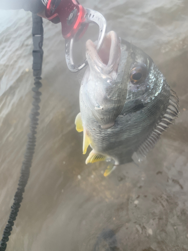 キビレの釣果