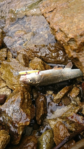 ウグイの釣果