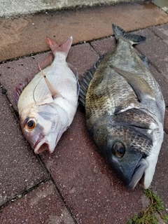 チヌの釣果