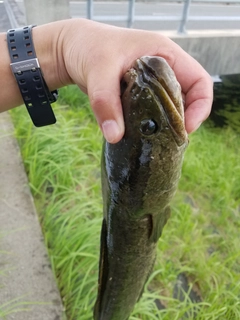 ライギョの釣果